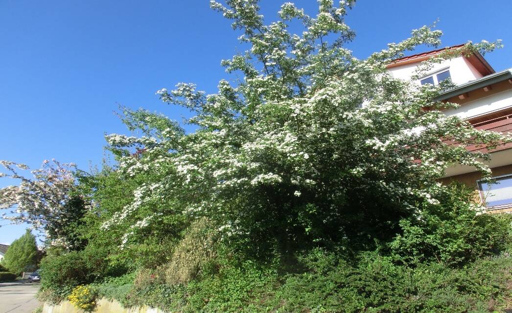 April 2025: eine Kohlendioxid verursachte Erwärmung ist nicht nachweisbar. Das zeigt uns der Deutsche Wetterdienst mit seinen Apriltemperaturen – Teil 1
