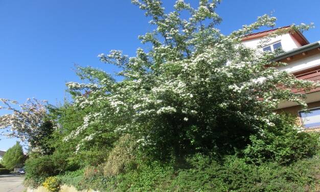 April 2025: eine Kohlendioxid verursachte Erwärmung ist nicht nachweisbar. Das zeigt uns der Deutsche Wetterdienst mit seinen Apriltemperaturen – Teil 1