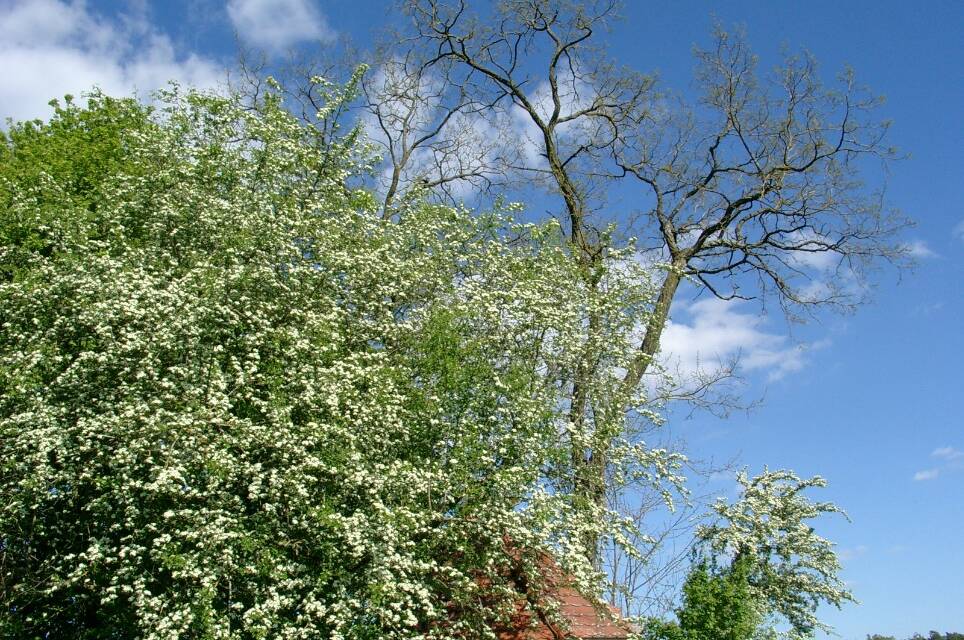 Der Mai wird kälter: Keine CO₂-Erwärmungswirkung erkennbar. Teil 2