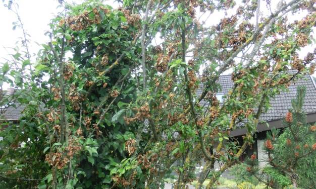 Frühlingsverlauf in Deutschland: Ein weiterer Beweis gegen die These einer starken Treibhausgaserwärmung