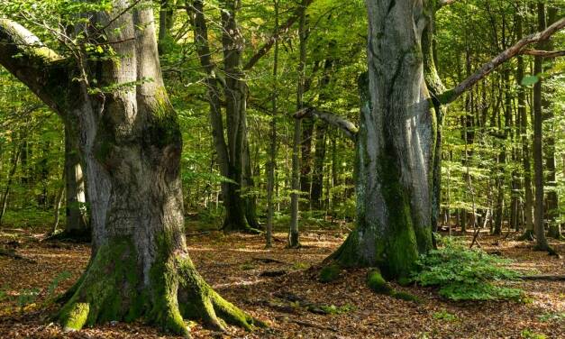 Märchenwald verschwindet – Windpark zerstört Hessens grüne Kulturlandschaft
