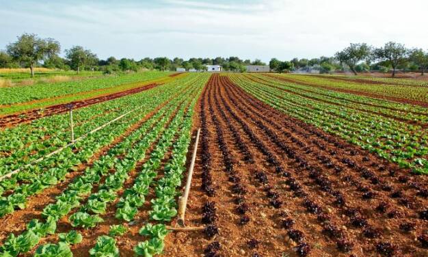 Achtung Mainstream-Medien: Klimawandel lässt Kosten für Nahrungsmittel sinken und nicht steigen!
