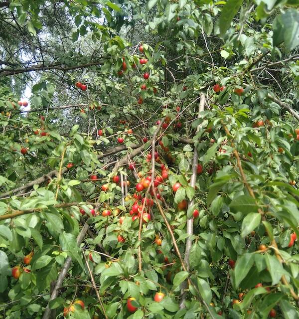 Klimakatastrophe? 2025 ist ein Obstjahr