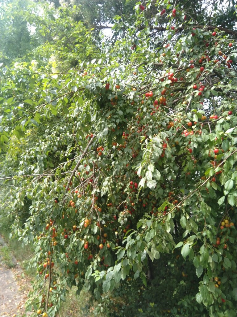 Klimakatastrophe? 2025 ist ein Obstjahr