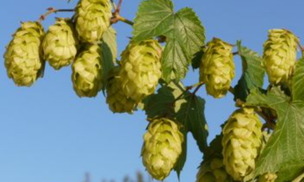 Hopfenernte 2025. Alternativ: Wie (über)lebt der Hopfen den schlimmen Klimawandel?