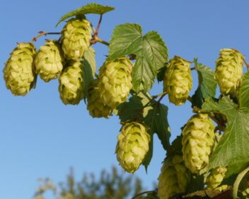 Hopfenernte 2025. Alternativ: Wie (über)lebt der Hopfen den schlimmen Klimawandel?