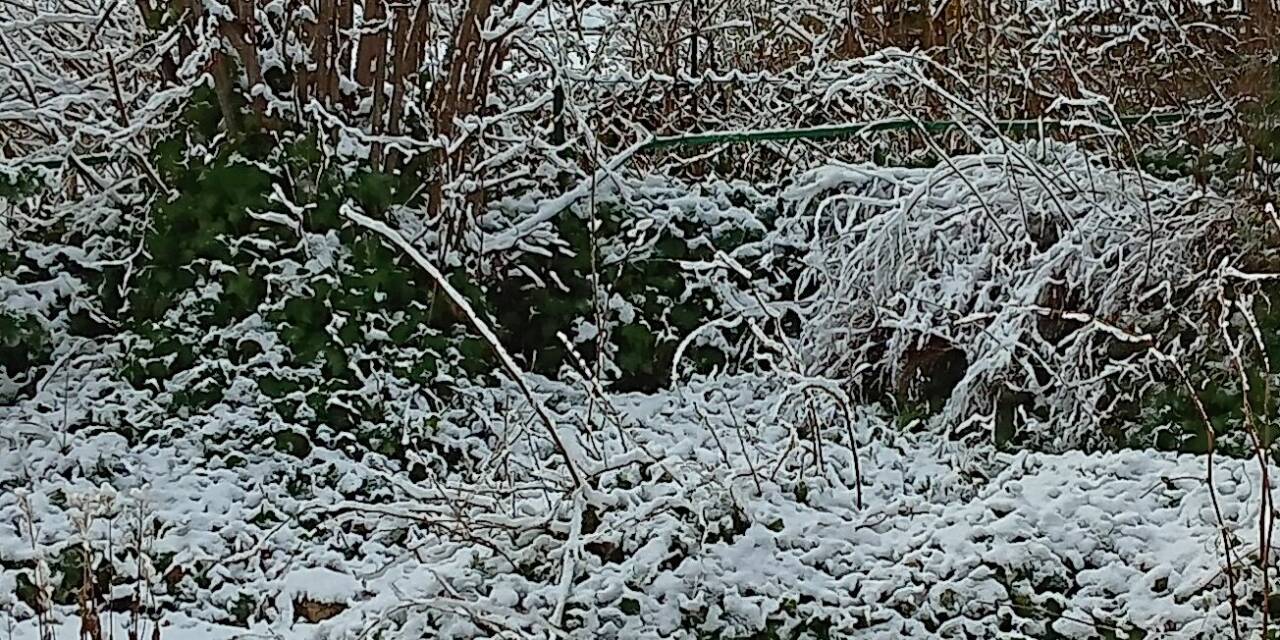 Kältereport Nr. 35 / 2025