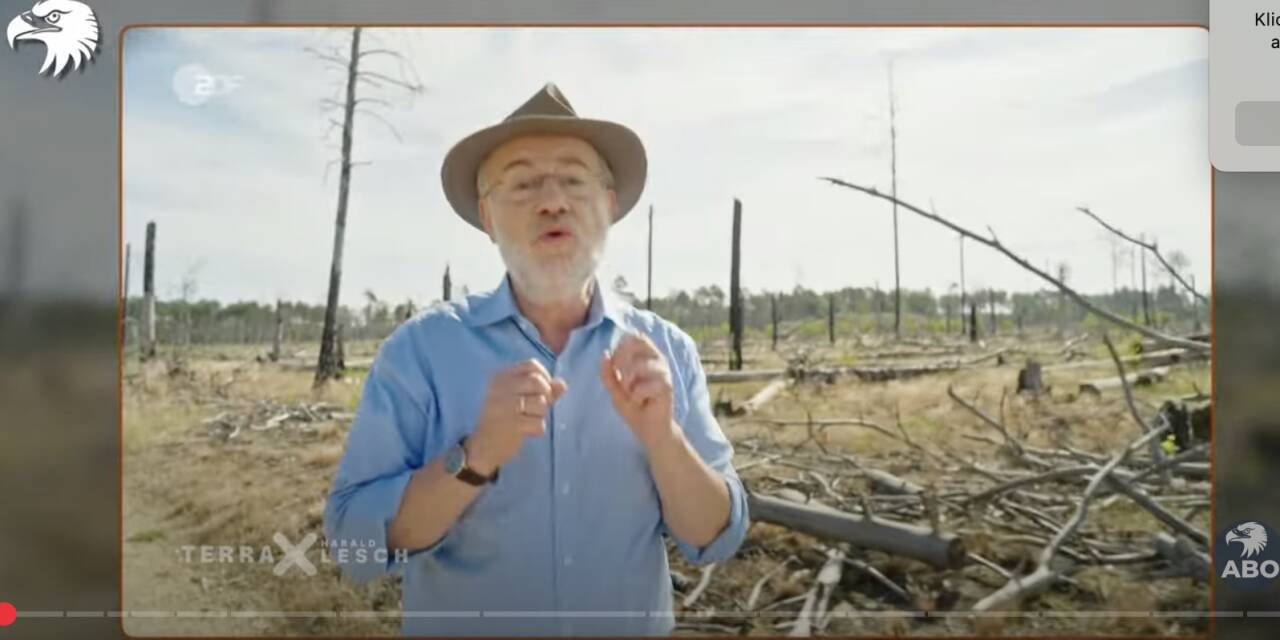 Nehmen Waldbrände wirklich zu?