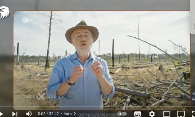 Nehmen Waldbrände wirklich zu?