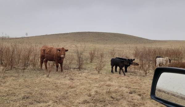 Arizona – Alteingesessene Viehzüchter befürchten, dass die Solarindustrie ihr Ackerland in eine „Dust Bowl“ verwandelt
