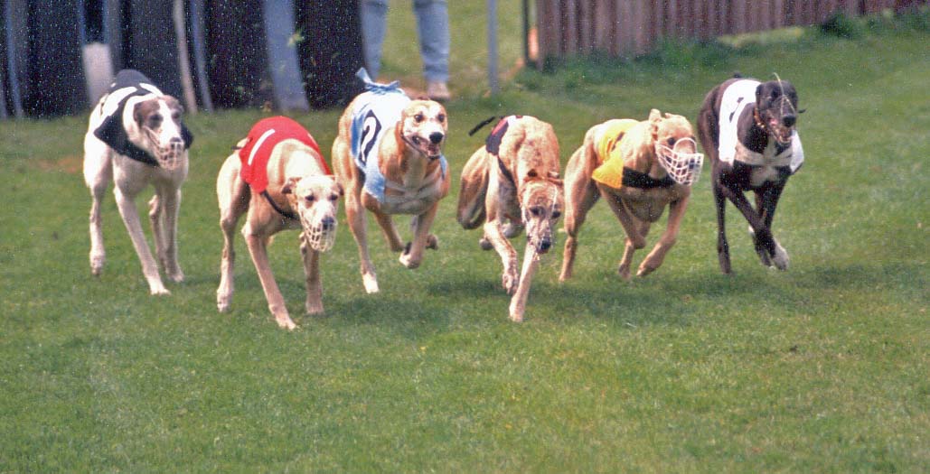 Wer gewinnt das Rennen um die Klimaneutralität und erntet den Wettbewerbsvorteil einer angebotsorientierten Energieversorgung?