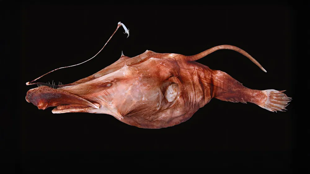 Ein Bild, das Fisch enthält. KI-generierte Inhalte können fehlerhaft sein.