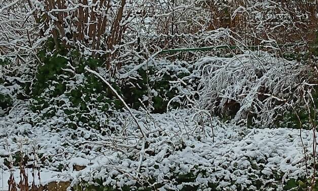 Kältereport Nr. 46 / 2025