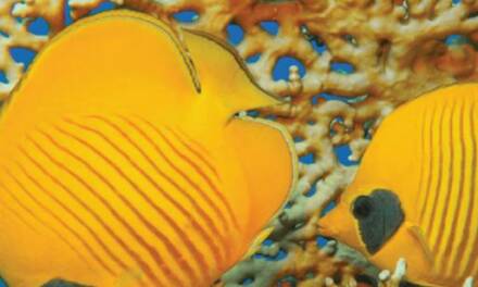 <em>Fake News</em>: BBC schlägt wieder einmal die Riff-Alarmtrommel