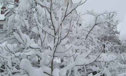 Kältereport Nr. 2 / 2026