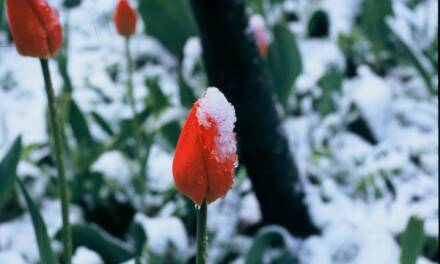 <em>The Independent</em> weigert sich, die Rosen zu riechen bzgl. Winterblumen und des Klimawandels