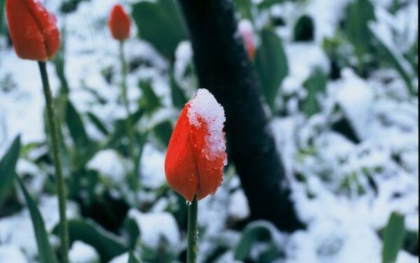 <em>The Independent</em> weigert sich, die Rosen zu riechen bzgl. Winterblumen und des Klimawandels