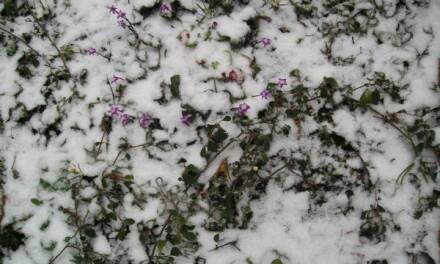 Das Wetter beweist den europäischen Klima-Kriegern, dass dumm eben einfach dumm ist.