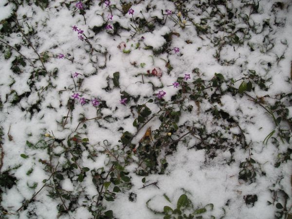 Das Wetter beweist den europäischen Klima-Kriegern, dass dumm eben einfach dumm ist.