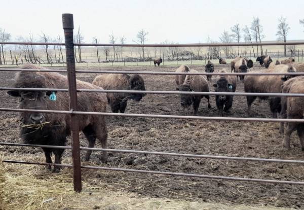 Eine brillante Betrachtung von Kühen, Methan und Klima