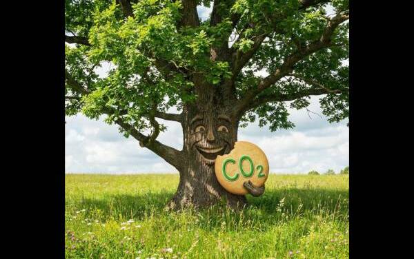 CO₂ Verschmutzung führt zu einem Wachstum der borealen Wälder um 12 % – rasante Ausbreitung von Grün in der Arktis