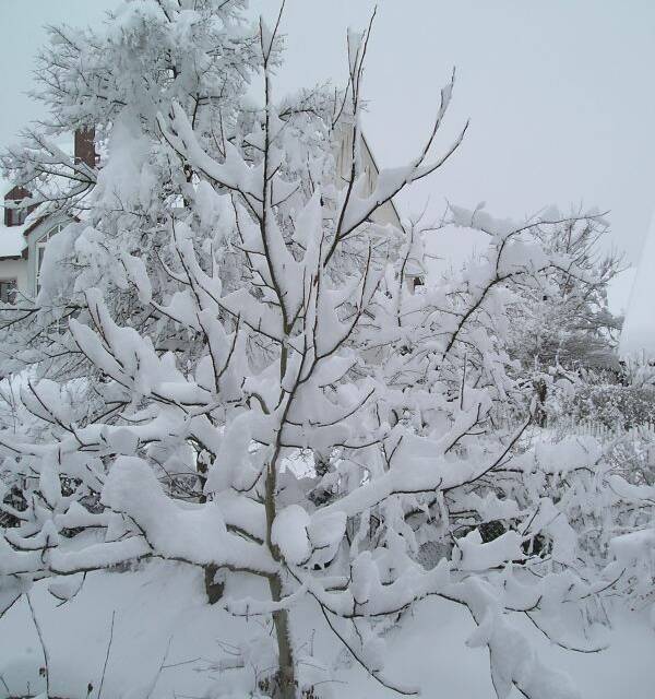 Kältereport Nr. 9 / 2026