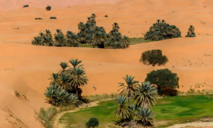 Überraschende Entdeckung: Die Sahara wird grüner … Milliarden von Bäumen wachsen dort, wo man einst nur Ödland vermutete.