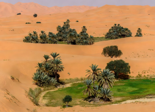 Überraschende Entdeckung: Die Sahara wird grüner … Milliarden von Bäumen wachsen dort, wo man einst nur Ödland vermutete.