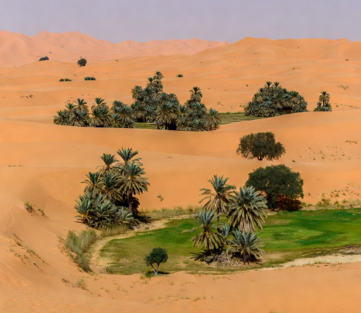 Überraschende Entdeckung: Die Sahara wird grüner … Milliarden von Bäumen wachsen dort, wo man einst nur Ödland vermutete.