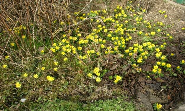 Der Monat Februar 2026 in Deutschland, Teil 1