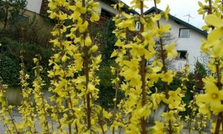 Frühlingsbeginn: Die Hamburger Forsythie blüht nicht mehr: Deutsche Bahn holzt Forsythien an der Lombardsbrücke ab
