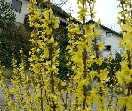 Frühlingsbeginn: Die Hamburger Forsythie blüht nicht mehr: Deutsche Bahn holzt Forsythien an der Lombardsbrücke ab