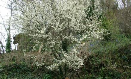 Die Temperaturreihen des Deutschen Wetterdienstes beim Monat März zeigen: Es gibt keinen wirksamen CO₂-Treibhauseffekt – Teil 1