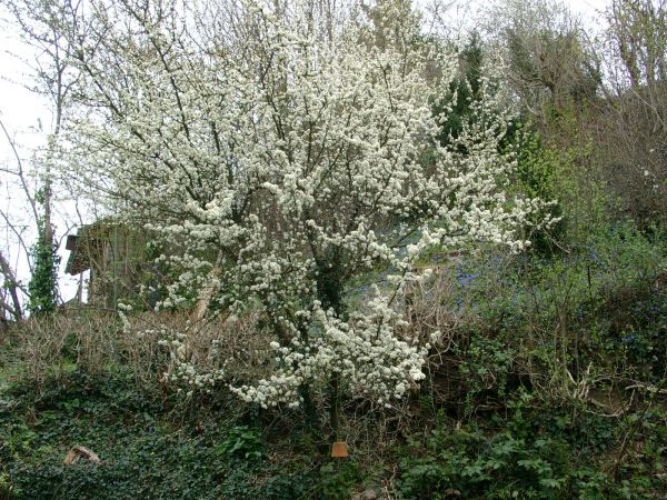 Die Temperaturreihen des Deutschen Wetterdienstes beim Monat März zeigen: Es gibt keinen wirksamen CO₂-Treibhauseffekt – Teil 1