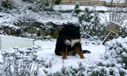 Wintererwärmung, aber nicht durch Kohlendioxid – Teil 2