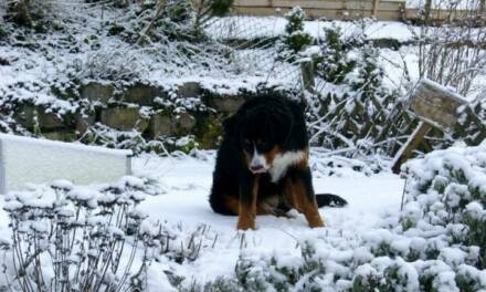 Wintererwärmung ja, aber nicht durch Kohlendioxid