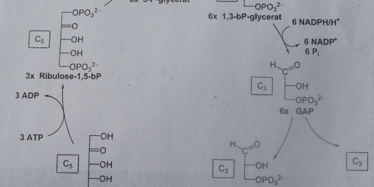 Die Physiologie der Grundlagen des Lebens, Photosynthese und Atmungskette