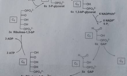 Die Physiologie der Grundlagen des Lebens, Photosynthese und Atmungskette