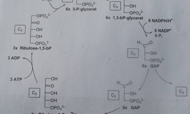 Die Physiologie der Grundlagen des Lebens, Photosynthese und Atmungskette