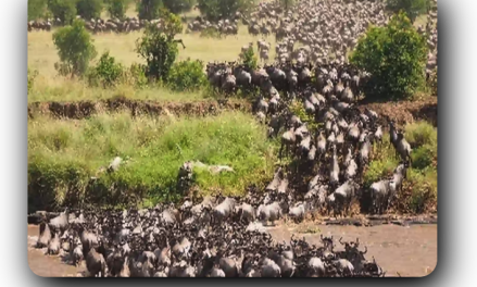 Gnus, Büffel und Rinder – Oh weh!