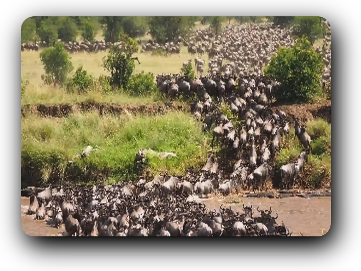 Gnus, Büffel und Rinder – Oh weh!