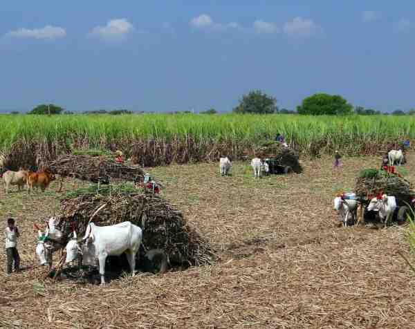 Wasser, Land – und Lügen: Die wahren Kosten von Indiens Ethanol-Beimischungs-Glücksspiel