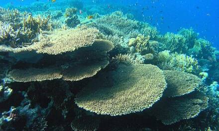 Zum Glück hat die UNO es für angebracht gehalten, das Great Barrier Reef (schon wieder) als nicht „gefährdet“ einzustufen.