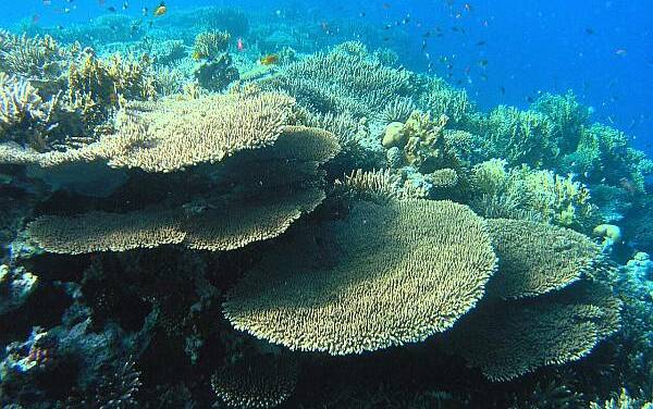 Zum Glück hat die UNO es für angebracht gehalten, das Great Barrier Reef (schon wieder) als nicht „gefährdet“ einzustufen.