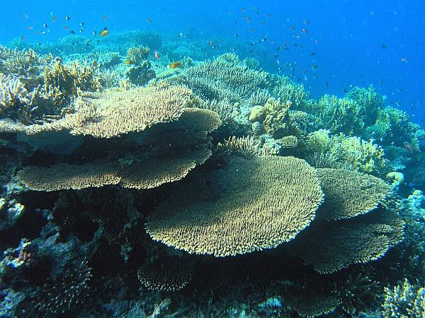 Zum Glück hat die UNO es für angebracht gehalten, das Great Barrier Reef (schon wieder) als nicht „gefährdet“ einzustufen.