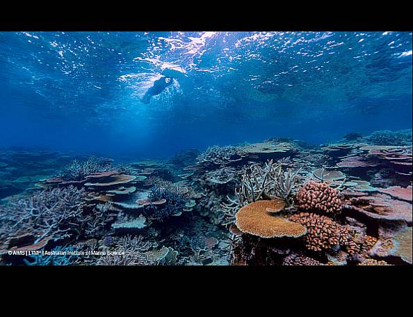 Der Klimawandel führt sechs Jahre in Folge zu Rekordwerten bei den Korallen