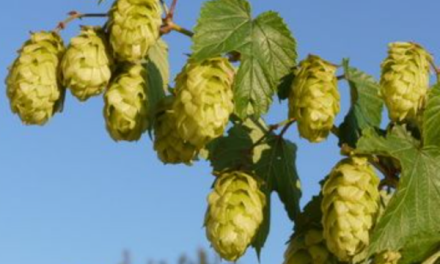 Hopfenernte 2026. Alternativ: Wie (über)lebt der Hopfen den schlimmen Klimawandel?