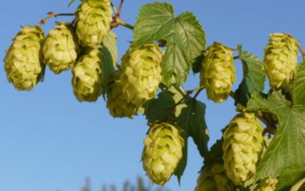 Hopfenernte 2026. Alternativ: Wie (über)lebt der Hopfen den schlimmen Klimawandel?