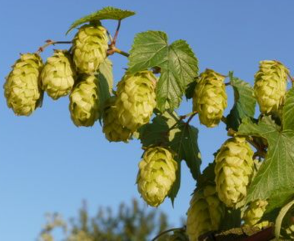 Hopfenernte 2026. Alternativ: Wie (über)lebt der Hopfen den schlimmen Klimawandel?