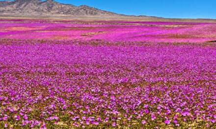 El Niño weckt die Atacama-Wüste auf